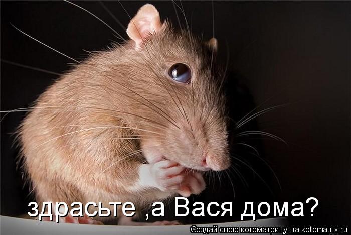 здрасьте ,а Вася дома?... Котоматрица: здрасьте ,а Вася дома?