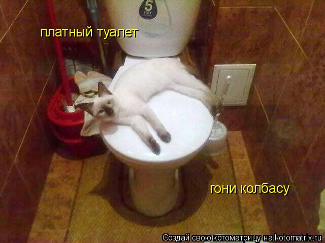 платный туалет гони колбасу... Котоматрица: платный туалет гони колбасу