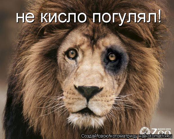 не кисло погулял!... Котоматрица: не кисло погулял!