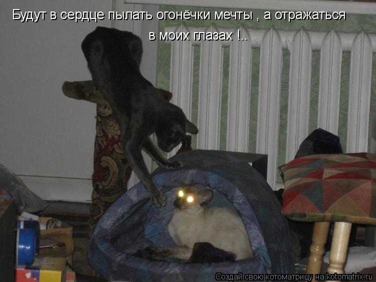 Будут в сердце пылать огонёчки мечты , а отражаться в моих глазах !..... Котоматрица: Будут в сердце пылать огонёчки мечты , а отражаться в моих глазах !..