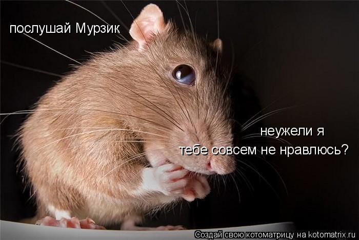 послушай Мурзик неужели я тебе совсем не нравлюсь?... Котоматрица: послушай Мурзик неужели я тебе совсем не нравлюсь?