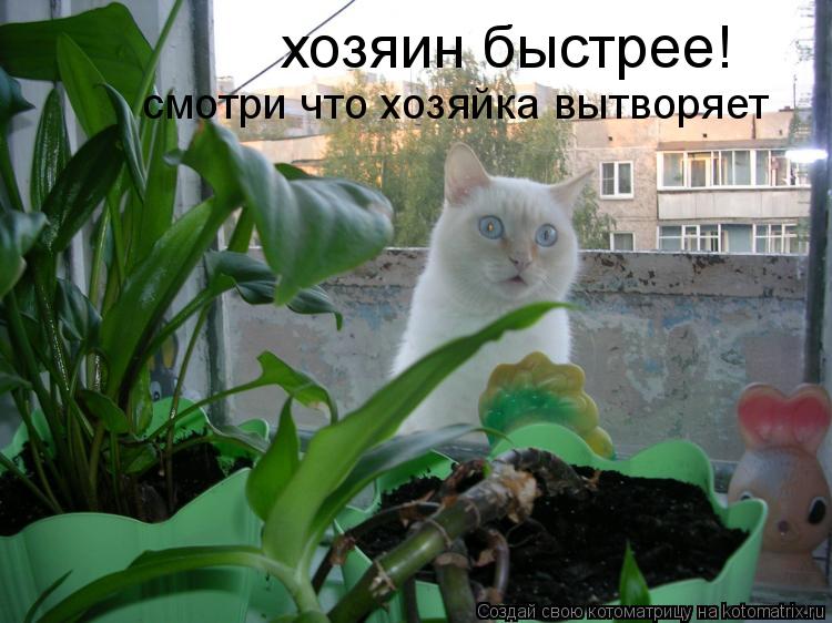хозяин быстрее! смотри что хозяйка вытворяет... Котоматрица: хозяин быстрее! смотри что хозяйка вытворяет