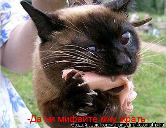 -Да ни мифайте мну жрать... Котоматрица: -Да ни мифайте мну жрать