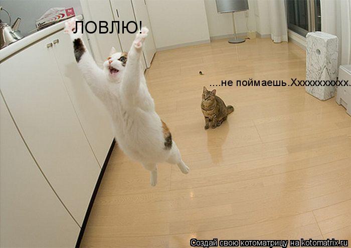 ЛОВЛЮ! ....не поймаешь.Ххххххххххх....... Котоматрица: ЛОВЛЮ! ....не поймаешь.Ххххххххххх....