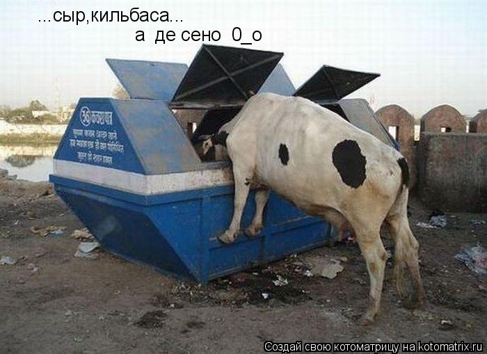 ...сыр,кильбаса... а де сено 0_о... Котоматрица: ...сыр,кильбаса... а де сено 0_о