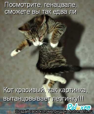 Посмотрите, генацвале, сможете вы так едва ли Кот красивый, как картинка, вытанцовывает лезгинку!!!... Котоматрица: Посмотрите, генацвале, сможете вы так едва ли Кот красивый, как картинка, вытанцовывает лезгинку!!!