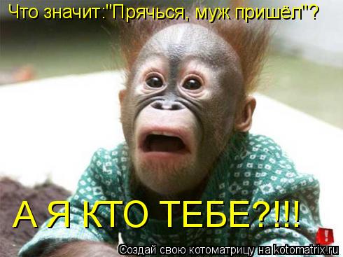 Что значит:"Прячься, муж пришёл"? А Я КТО ТЕБЕ?!!!... Котоматрица: Что значит:"Прячься, муж пришёл"? А Я КТО ТЕБЕ?!!!