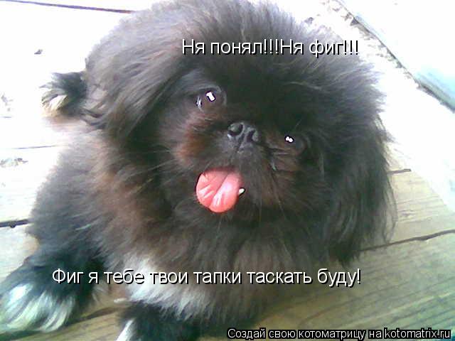 Ня понял!!!Ня фиг!!! Фиг я тебе твои тапки таскать буду!... Котоматрица: Ня понял!!!Ня фиг!!! Фиг я тебе твои тапки таскать буду!