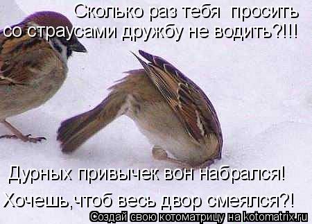 Сколько раз тебя просить со страусами дружбу не водить?!!! Дурных привычек вон набрался! Хочешь,что... Котоматрица: Сколько раз тебя просить со страусами дружбу не водить?!!! Дурных привычек вон набрался! Хочешь,чтоб весь двор смеялся?!