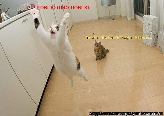 ловлю шар,ловлю! ты не поймаешь!потомучто я здесь....... Котоматрица: ловлю шар,ловлю! ты не поймаешь!потомучто я здесь....