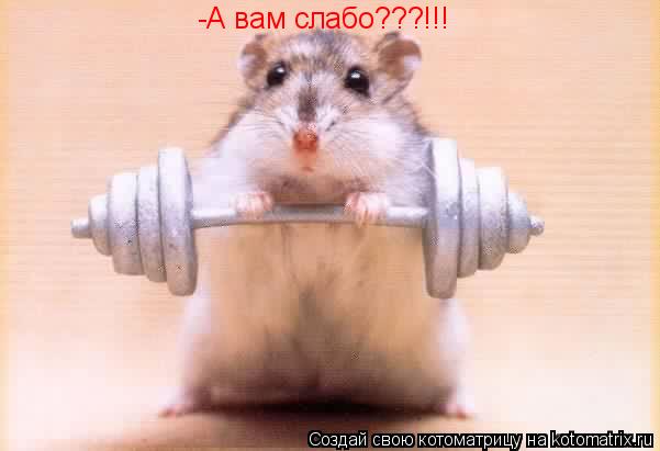 -А вам слабо???!!!... Котоматрица: -А вам слабо???!!!
