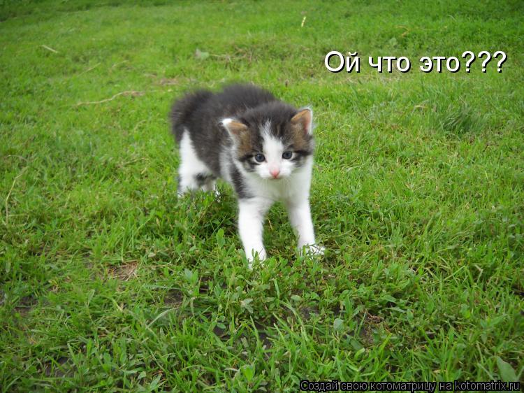 Ой что это???... Котоматрица: Ой что это???