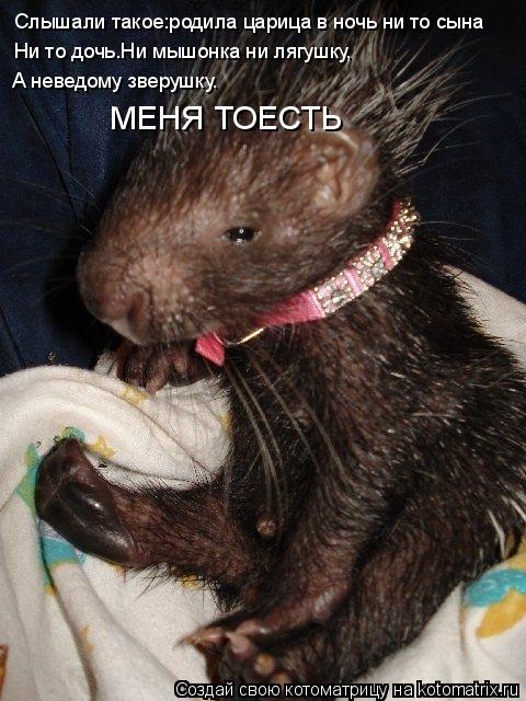 Слышали такое:родила царица в ночь ни то сына Ни то дочь.Ни мышонка ни лягушку, А неведому зверушку. ... Котоматрица: Слышали такое:родила царица в ночь ни то сына Ни то дочь.Ни мышонка ни лягушку, А неведому зверушку. МЕНЯ ТОЕСТЬ