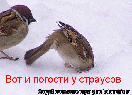 Вот и погости у страусов... Котоматрица: Вот и погости у страусов