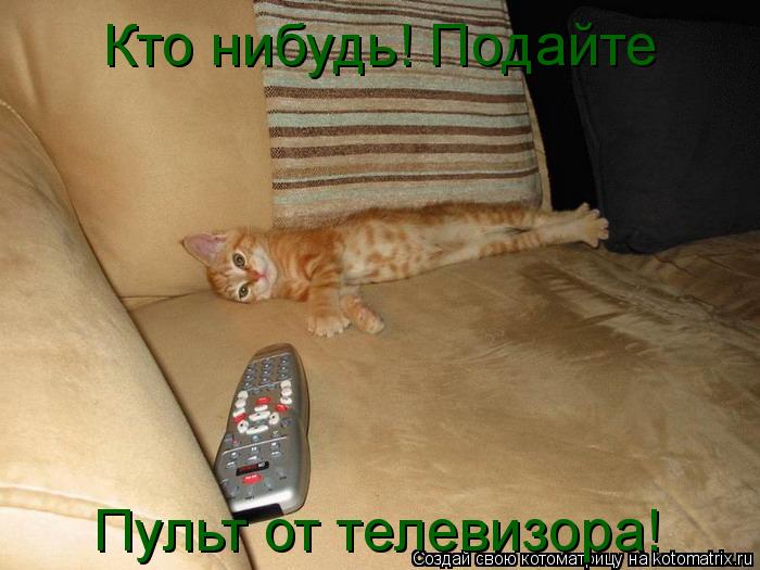 Кто нибудь! Подайте Пульт от телевизора!... Котоматрица: Кто нибудь! Подайте Пульт от телевизора!