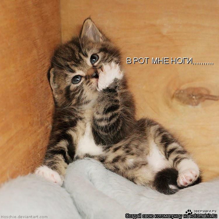 В РОТ МНЕ НОГИ,,,,,,,,,,... Котоматрица: В РОТ МНЕ НОГИ,,,,,,,,,,