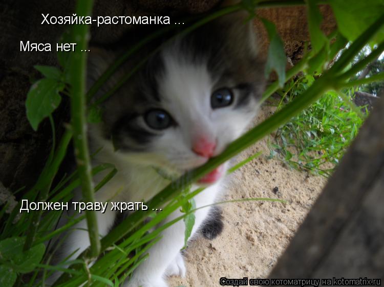 Хозяйка-растоманка ... Мяса нет ... Должен траву жрать ...... Котоматрица: Хозяйка-растоманка ... Мяса нет ... Должен траву жрать ...