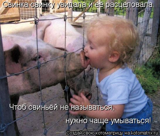 Свинка свинку увидала и её расцеловала. Чтоб свиньёй не называться, нужно чаще умываться!... Котоматрица: Свинка свинку увидала и её расцеловала. Чтоб свиньёй не называться, нужно чаще умываться!