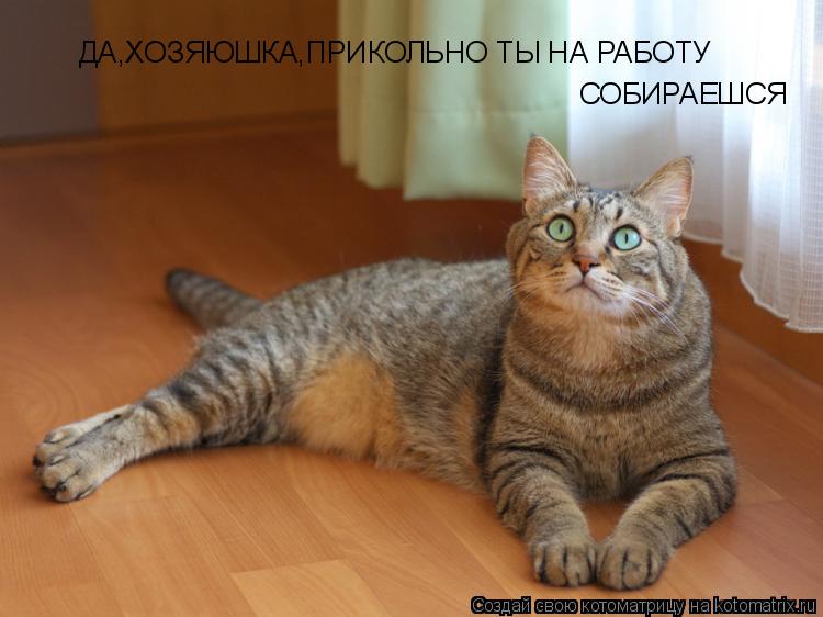 ДА,ХОЗЯЮШКА,ПРИКОЛЬНО ТЫ НА РАБОТУ СОБИРАЕШСЯ... Котоматрица: ДА,ХОЗЯЮШКА,ПРИКОЛЬНО ТЫ НА РАБОТУ СОБИРАЕШСЯ