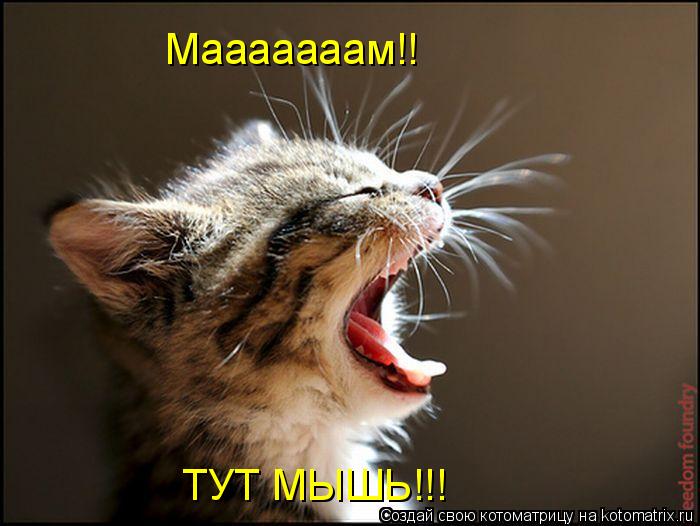 Мааааааам!! ТУТ МЫШЬ!!!... Котоматрица: Мааааааам!! ТУТ МЫШЬ!!!