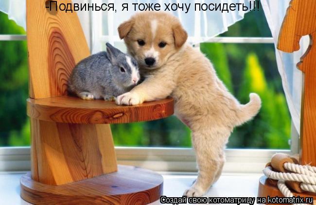 -Подвинься, я тоже хочу посидеть!!!... Котоматрица: -Подвинься, я тоже хочу посидеть!!!