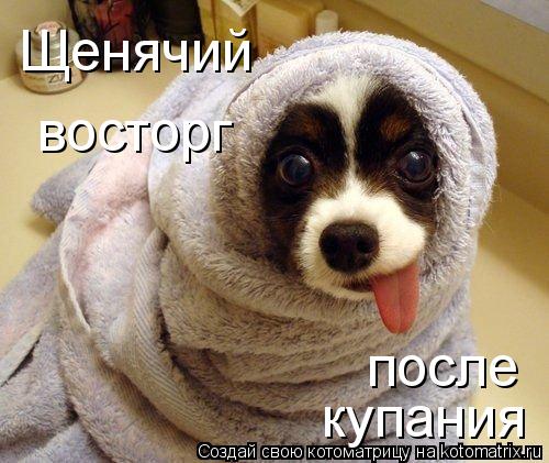 Щенячий восторг после купания... Котоматрица: Щенячий восторг после купания