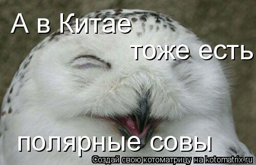 А в Китае тоже есть полярные совы... Котоматрица: А в Китае тоже есть полярные совы
