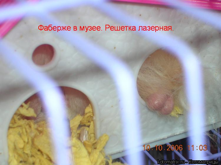 Фаберже в музее. Решетка лазерная. Фаберже в музее. Решетка лазерная.... Котоматрица: Фаберже в музее. Решетка лазерная. Фаберже в музее. Решетка лазерная.