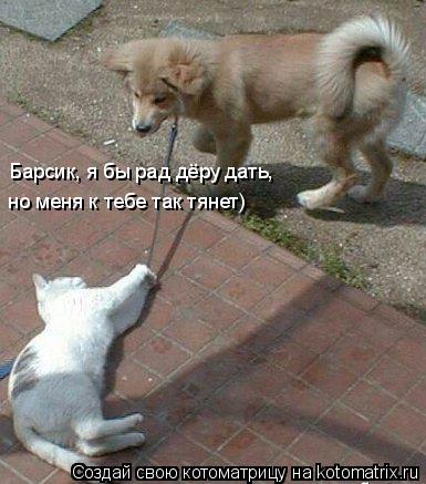 Барсик, я бы рад дёру дать, но меня к тебе так тянет)... Котоматрица: Барсик, я бы рад дёру дать, но меня к тебе так тянет)
