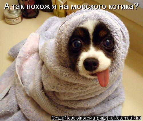 А так похож я на морского котика?... Котоматрица: А так похож я на морского котика?