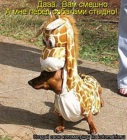 Дааа.. Вам смешно.. А мне перед собаками стыдно!... Котоматрица: Дааа.. Вам смешно.. А мне перед собаками стыдно!