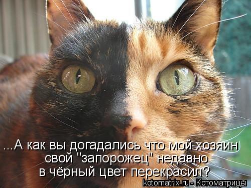 ...А как вы догадались что мой хозяин свой "запорожец" недавно в чёрный цвет перекрасил?... Котоматрица: ...А как вы догадались что мой хозяин свой "запорожец" недавно в чёрный цвет перекрасил?