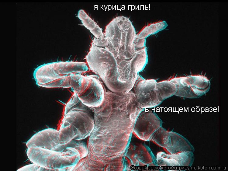 я курица гриль! в натоящем образе!... Котоматрица: я курица гриль! в натоящем образе!