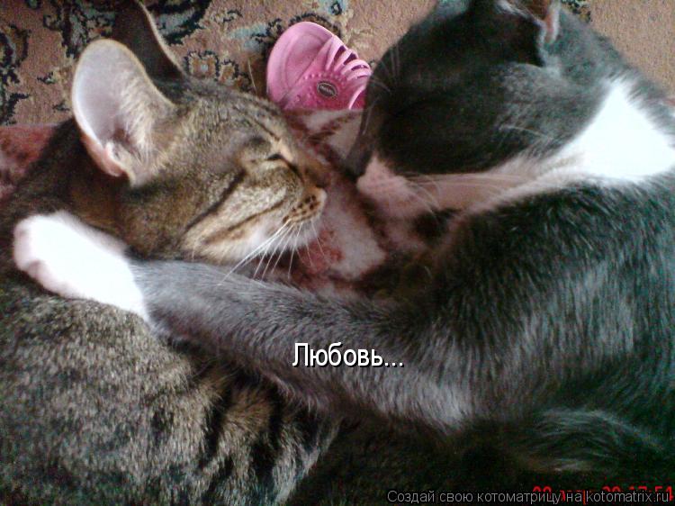 Любовь...... Котоматрица: Любовь...