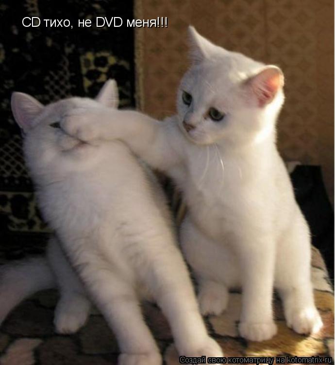 CD тихо, не DVD меня!!!... Котоматрица: CD тихо, не DVD меня!!!