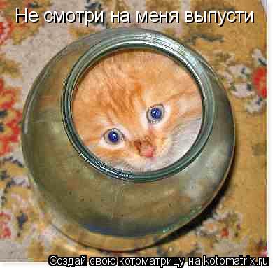 Не смотри на меня выпусти... Котоматрица: Не смотри на меня выпусти