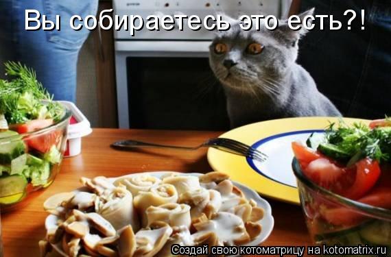 Вы собираетесь это есть?!... Котоматрица: Вы собираетесь это есть?!