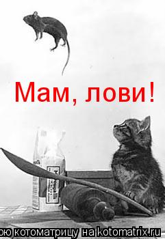 Мам, лови!... Котоматрица: Мам, лови!