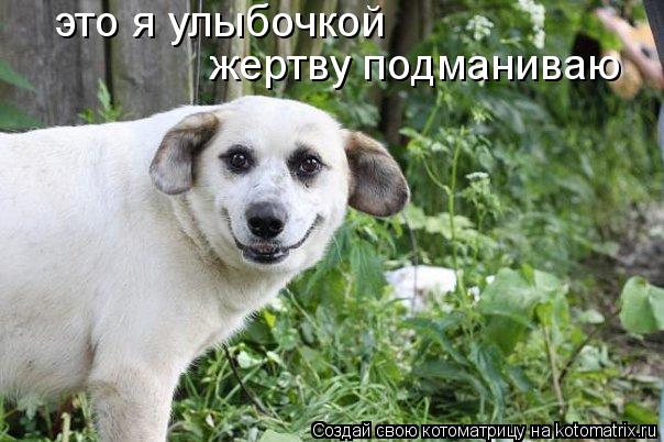 это я улыбочкой жертву подманиваю... Котоматрица: это я улыбочкой жертву подманиваю