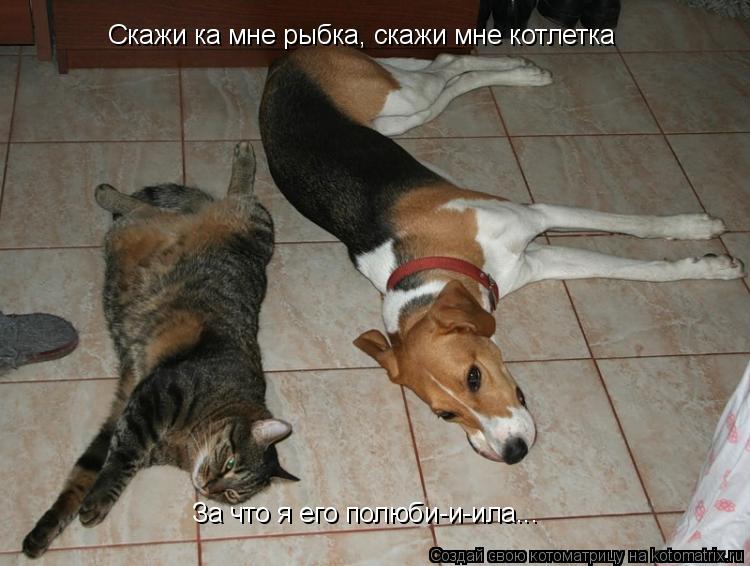 Скажи ка мне рыбка, скажи мне котлетка За что я его полюби-и-ила...... Котоматрица: Скажи ка мне рыбка, скажи мне котлетка За что я его полюби-и-ила...