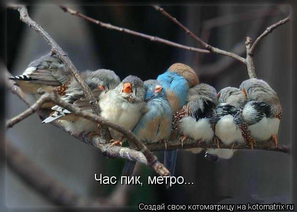 Час пик, метро...... Котоматрица: Час пик, метро...