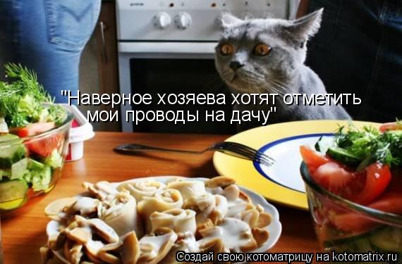 "Наверное хозяева хотят отметить мои проводы на дачу"... Котоматрица: "Наверное хозяева хотят отметить мои проводы на дачу"