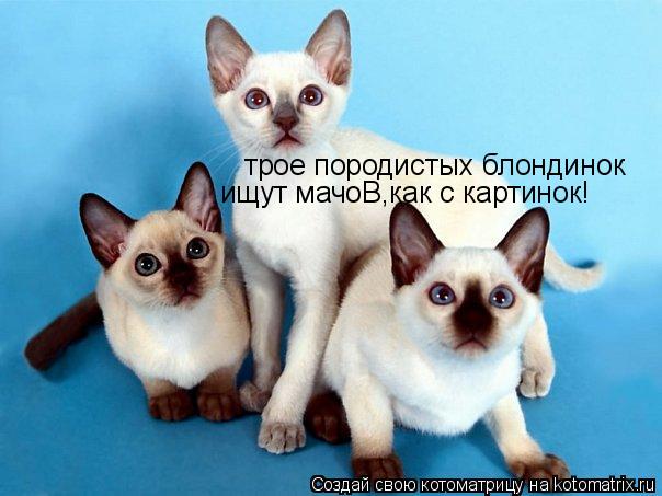 трое породистых блондинок ищут мачоВ,как с картинок!... Котоматрица: трое породистых блондинок ищут мачоВ,как с картинок!