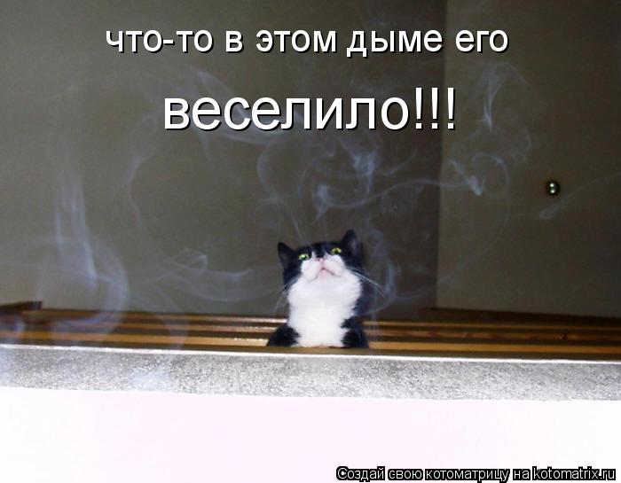 что-то в этом дыме его веселило!!!... Котоматрица: что-то в этом дыме его веселило!!!
