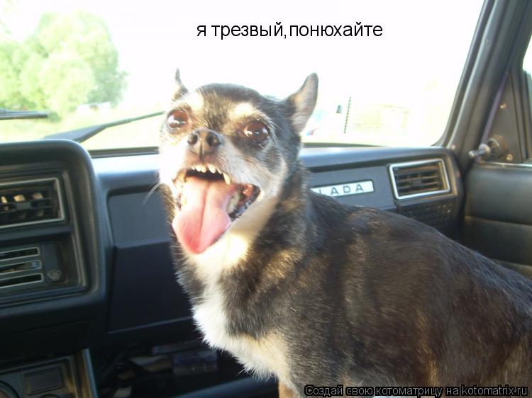 я трезвый,понюхайте... Котоматрица: я трезвый,понюхайте