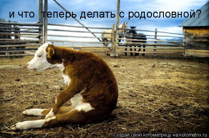 и что теперь делать с родословной?... Котоматрица: и что теперь делать с родословной?