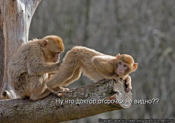 - Ну что доктор,отсрочки не видно??... Котоматрица: - Ну что доктор,отсрочки не видно??