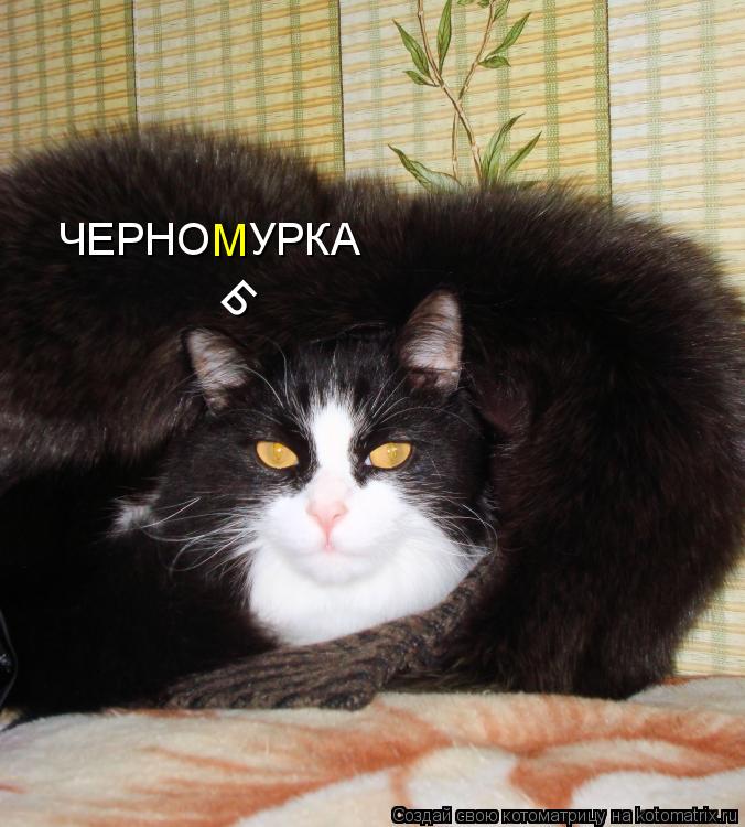 ЧЕРНО УРКА М Б... Котоматрица: ЧЕРНО УРКА М Б
