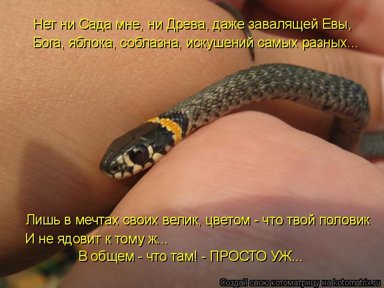 Котоматрица: Нет ни Сада мне, ни Древа, даже завалящей Евы, Бога, яблока, соблазна, искушений самых разных... Лишь в мечтах своих велик, цветом - что твой пол