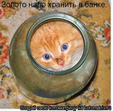 Золото надо хранить в банке.... Котоматрица: Золото надо хранить в банке.